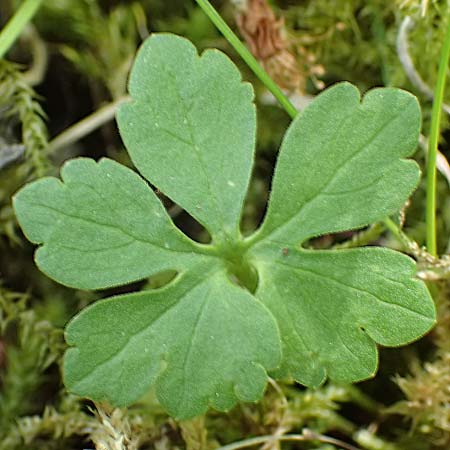 Ranunculus hirsutulus \ Flaum-Gold-Hahnenfu� / Fluffy Goldilocks, D Pforzheim 29.4.2017