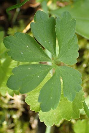 Ranunculus hirsutulus \ Flaum-Gold-Hahnenfu� / Fluffy Goldilocks, D Pforzheim 29.4.2017