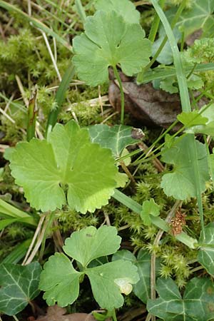 Ranunculus hirsutulus \ Flaum-Gold-Hahnenfu� / Fluffy Goldilocks, D Pforzheim 29.4.2017