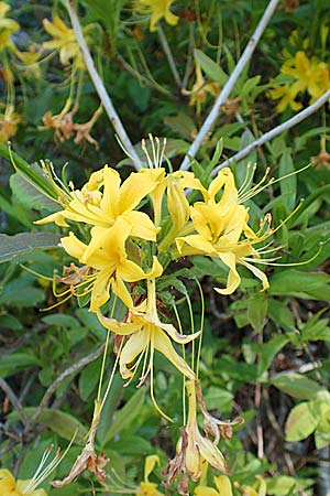 Rhododendron luteum \ Gelbe Alpenrose, Pontische Azalee / Yellow Rhododendron, D Schwarzwald/Black-Forest, Todtnau 27.5.2017