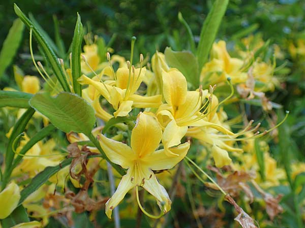 Rhododendron luteum \ Gelbe Alpenrose, Pontische Azalee / Yellow Rhododendron, D Schwarzwald/Black-Forest, Todtnau 27.5.2017