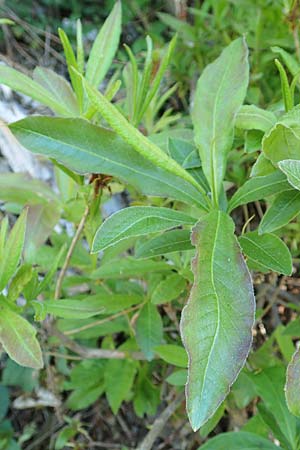 Rhododendron luteum \ Gelbe Alpenrose, Pontische Azalee / Yellow Rhododendron, D Schwarzwald/Black-Forest, Todtnau 27.5.2017