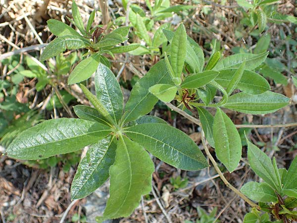Rhododendron luteum \ Gelbe Alpenrose, Pontische Azalee / Yellow Rhododendron, D Schwarzwald/Black-Forest, Todtnau 27.5.2017