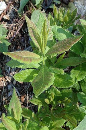 Rhododendron luteum \ Gelbe Alpenrose, Pontische Azalee / Yellow Rhododendron, D Schwarzwald/Black-Forest, Todtnau 27.5.2017