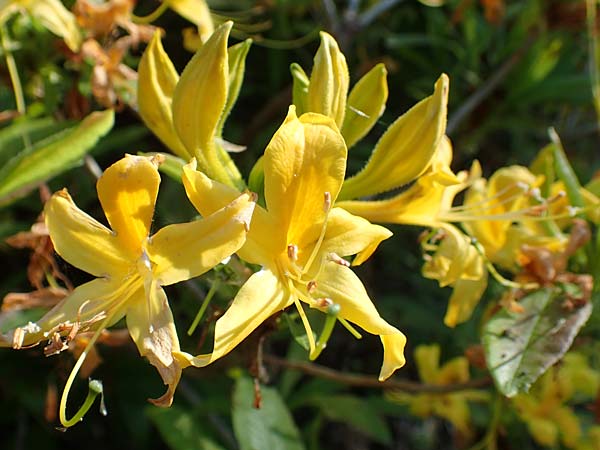 Rhododendron luteum \ Gelbe Alpenrose, Pontische Azalee / Yellow Rhododendron, D Schwarzwald/Black-Forest, Todtnau 27.5.2017