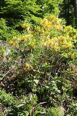 Rhododendron luteum \ Gelbe Alpenrose, Pontische Azalee / Yellow Rhododendron, D Schwarzwald/Black-Forest, Todtnau 27.5.2017