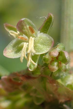 Rumex hydrolapathum \ Flu�-Ampfer, Teich-Ampfer / Great Water Dock, D Laudenbach am Main 24.6.2017