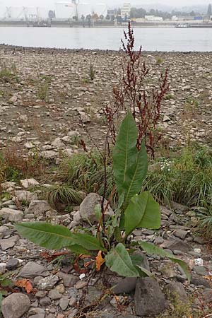 Rumex hydrolapathum \ Flu�-Ampfer, Teich-Ampfer / Great Water Dock, D Wei&szlig;enthurm-Kaltenengers 27.9.2017