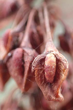 Rumex hydrolapathum \ Flu�-Ampfer, Teich-Ampfer / Great Water Dock, D Wei&szlig;enthurm-Kaltenengers 27.9.2017