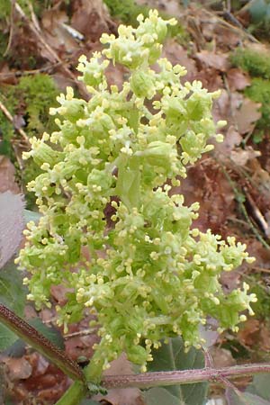 Sambucus racemosa \ Roter Holunder, Trauben-Holunder / Red-Berried Elder, D Schalksm&uuml;hle 25.4.2019