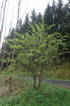 Sambucus racemosa \ Roter Holunder, Trauben-Holunder / Red-Berried Elder, D Schalksm&uuml;hle 25.4.2019
