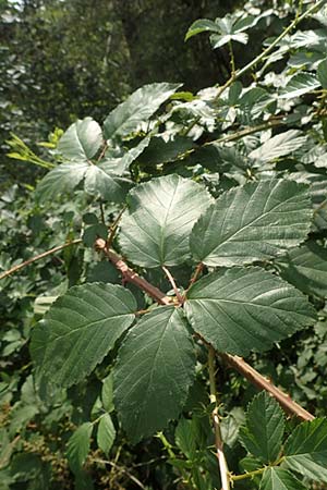 Rubus divaricatus ? \ Sparrige Brombeere, Auseinandergezogene Brombeere / Spreading Bramble, D Herne 27.7.2019