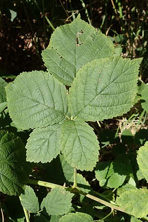 Rubus holandrei \ Grobe Haselblatt-Brombeere / Gross Bramble, D Eggenstein-Leopoldshafen 18.8.2019