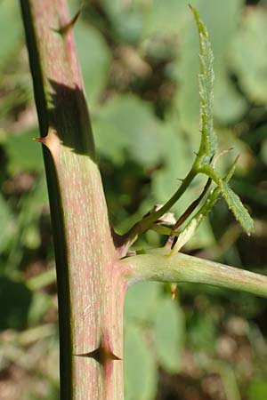Rubus holandrei \ Grobe Haselblatt-Brombeere / Gross Bramble, D Eggenstein-Leopoldshafen 18.8.2019