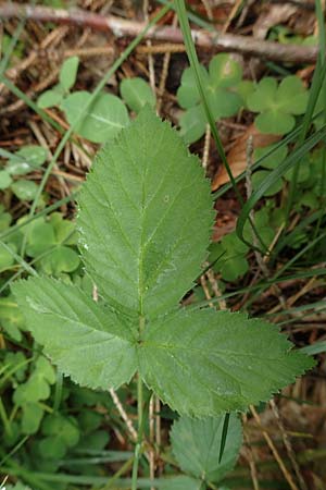 Rubus ambigens \ Hermes-Brombeere, Boten-Brombeere / Hermes Bramble, D Eifel, Gem&uuml;nd 9.6.2020