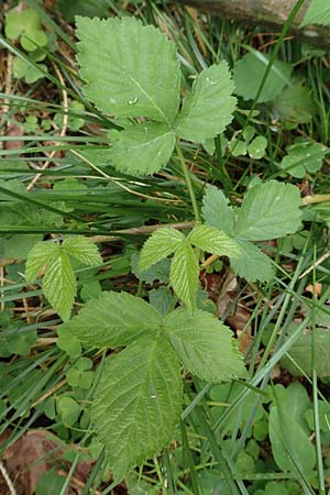 Rubus ambigens \ Hermes-Brombeere, Boten-Brombeere / Hermes Bramble, D Eifel, Gem&uuml;nd 9.6.2020