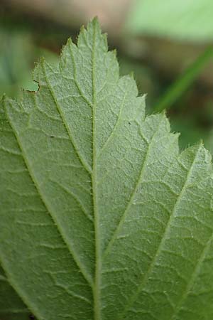 Rubus ambigens \ Hermes-Brombeere, Boten-Brombeere / Hermes Bramble, D Eifel, Gem&uuml;nd 9.6.2020