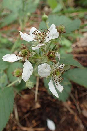 Rubus ambigens \ Hermes-Brombeere, Boten-Brombeere / Hermes Bramble, D Eifel, Gem&uuml;nd 9.6.2020