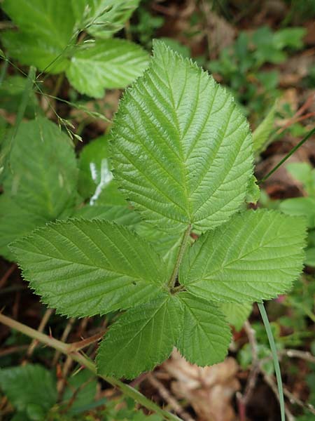 Rubus ambigens \ Hermes-Brombeere, Boten-Brombeere / Hermes Bramble, D Eifel, Gem&uuml;nd 9.6.2020