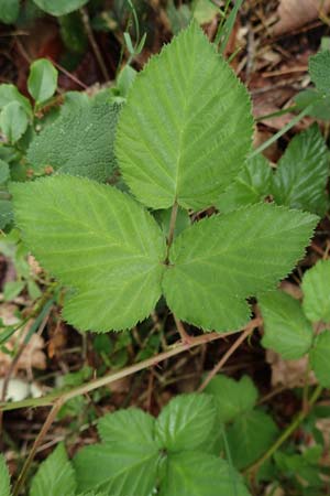 Rubus ambigens \ Hermes-Brombeere, Boten-Brombeere / Hermes Bramble, D Eifel, Gem&uuml;nd 9.6.2020