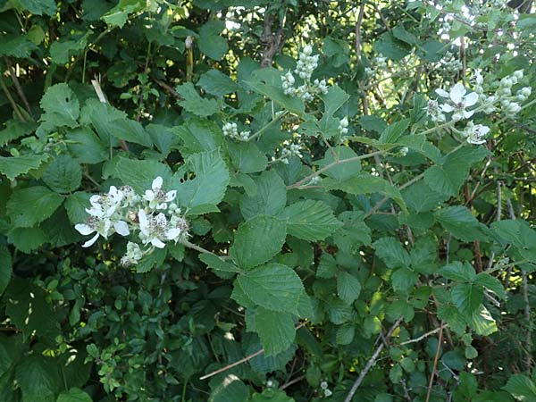 Rubus hassicus \ Hessische Brombeere / Hessian Bramble, D Spessart, Linsengericht-Eidenges&auml;&szlig; 20.6.2020