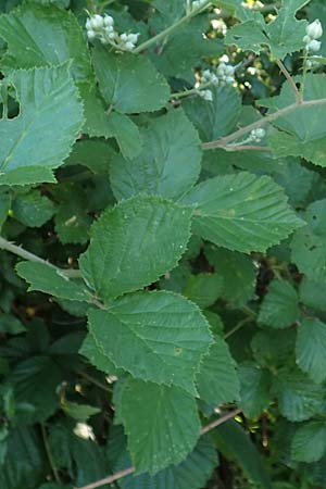 Rubus hassicus \ Hessische Brombeere / Hessian Bramble, D Spessart, Linsengericht-Eidenges&auml;&szlig; 20.6.2020