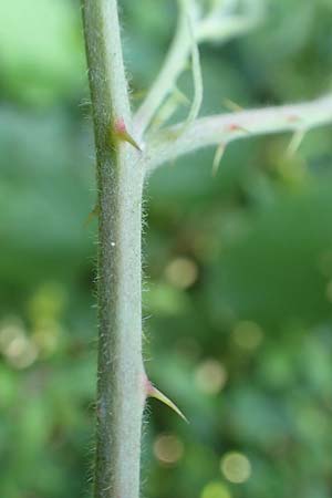 Rubus hassicus \ Hessische Brombeere / Hessian Bramble, D Spessart, Linsengericht-Eidenges&auml;&szlig; 20.6.2020