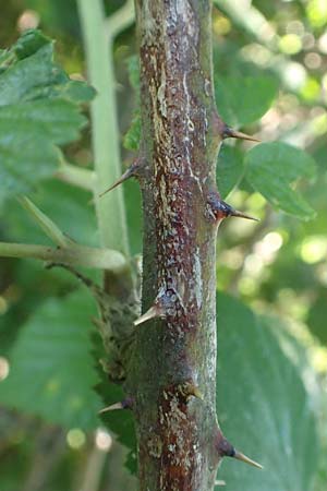 Rubus hassicus \ Hessische Brombeere / Hessian Bramble, D Spessart, Linsengericht-Eidenges&auml;&szlig; 20.6.2020
