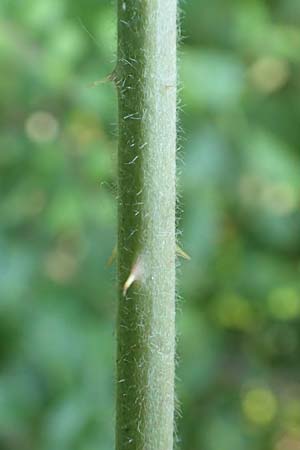 Rubus hassicus \ Hessische Brombeere / Hessian Bramble, D Spessart, Linsengericht-Eidenges&auml;&szlig; 20.6.2020