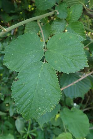 Rubus hassicus \ Hessische Brombeere / Hessian Bramble, D Spessart, Linsengericht-Eidenges&auml;&szlig; 20.6.2020