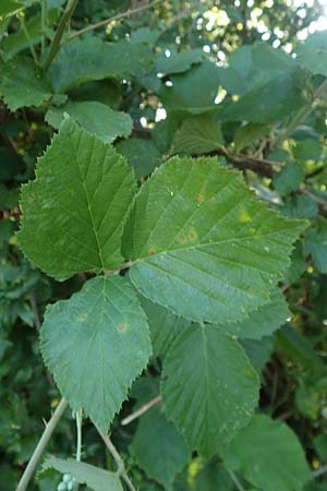 Rubus hassicus \ Hessische Brombeere / Hessian Bramble, D Spessart, Linsengericht-Eidenges&auml;&szlig; 20.6.2020