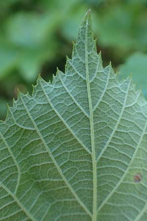 Rubus hassicus \ Hessische Brombeere / Hessian Bramble, D Spessart, Linsengericht-Eidenges&auml;&szlig; 20.6.2020