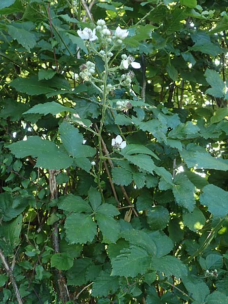 Rubus hassicus \ Hessische Brombeere / Hessian Bramble, D Spessart, Linsengericht-Eidenges&auml;&szlig; 20.6.2020