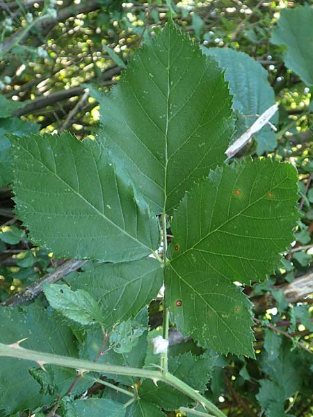 Rubus hassicus \ Hessische Brombeere / Hessian Bramble, D Spessart, Linsengericht-Eidenges&auml;&szlig; 20.6.2020