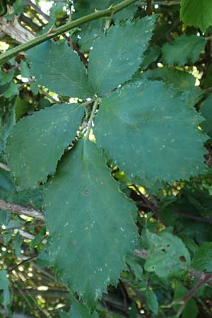 Rubus hassicus \ Hessische Brombeere / Hessian Bramble, D Spessart, Linsengericht-Eidenges&auml;&szlig; 20.6.2020