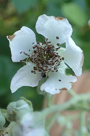 Rubus hassicus \ Hessische Brombeere / Hessian Bramble, D Spessart, Linsengericht-Eidenges&auml;&szlig; 20.6.2020