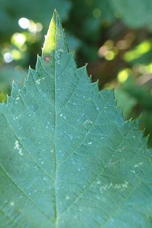 Rubus hassicus \ Hessische Brombeere / Hessian Bramble, D Spessart, Linsengericht-Eidenges&auml;&szlig; 20.6.2020