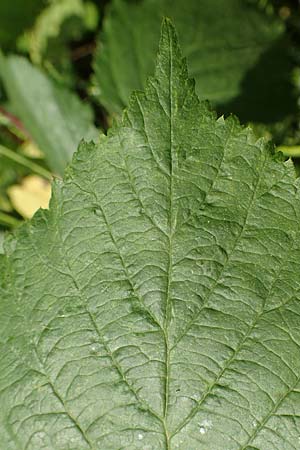 Rubus hadracanthos \ Dickstachelige Haselblatt-Brombeere / Thick-Spined Bramble, D Bad Orb 20.6.2020