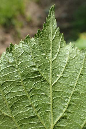 Rubus hadracanthos \ Dickstachelige Haselblatt-Brombeere / Thick-Spined Bramble, D Bad Orb 20.6.2020