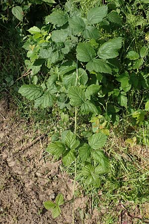 Rubus hadracanthos \ Dickstachelige Haselblatt-Brombeere / Thick-Spined Bramble, D Bad Orb 20.6.2020