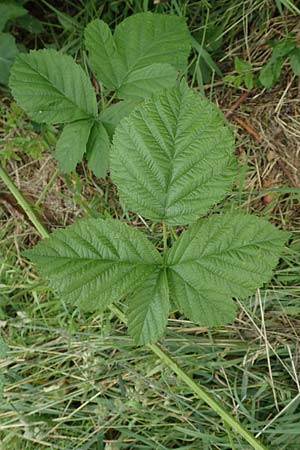 Rubus hadracanthos \ Dickstachelige Haselblatt-Brombeere / Thick-Spined Bramble, D Spessart, Mernes 20.6.2020