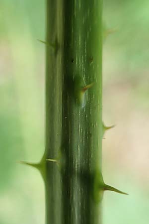Rubus hadracanthos \ Dickstachelige Haselblatt-Brombeere / Thick-Spined Bramble, D Spessart, Mernes 20.6.2020