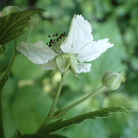 Rubus specE ? \ Haselblatt-Brombeere / Bramble, D Spessart, Obersinn 21.6.2020