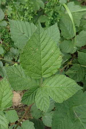Rubus hadracanthos \ Dickstachelige Haselblatt-Brombeere / Thick-Spined Bramble, D Dillenburg-Donsbach 21.6.2020