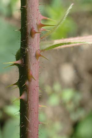 Rubus hadracanthos \ Dickstachelige Haselblatt-Brombeere / Thick-Spined Bramble, D Dillenburg-Donsbach 21.6.2020