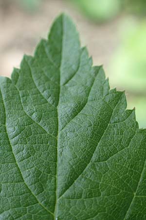 Rubus hadracanthos \ Dickstachelige Haselblatt-Brombeere / Thick-Spined Bramble, D Dillenburg-Donsbach 21.6.2020