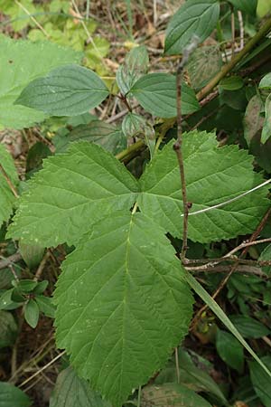Rubus histrionicus \ Schauspieler-Haselblatt-Brombeere / Actor's Bramble, D Sachsenheim-H&auml;fnerhaslach 24.7.2020