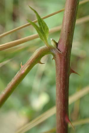Rubus histrionicus \ Schauspieler-Haselblatt-Brombeere / Actor's Bramble, D Sachsenheim-H&auml;fnerhaslach 24.7.2020