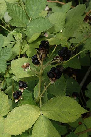 Rubus histrionicus \ Schauspieler-Haselblatt-Brombeere / Actor's Bramble, D Sachsenheim-H&auml;fnerhaslach 24.7.2020