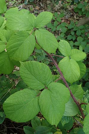 Rubus haeupleri \ H�uplers Brombeere / Haeupler's Bramble, D Willebaldessen 29.7.2020